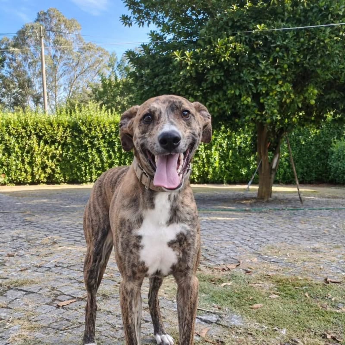 Adoption Teddy
