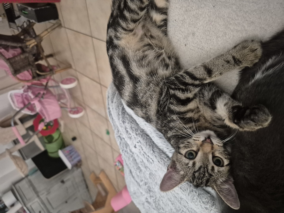Adoption Chloé