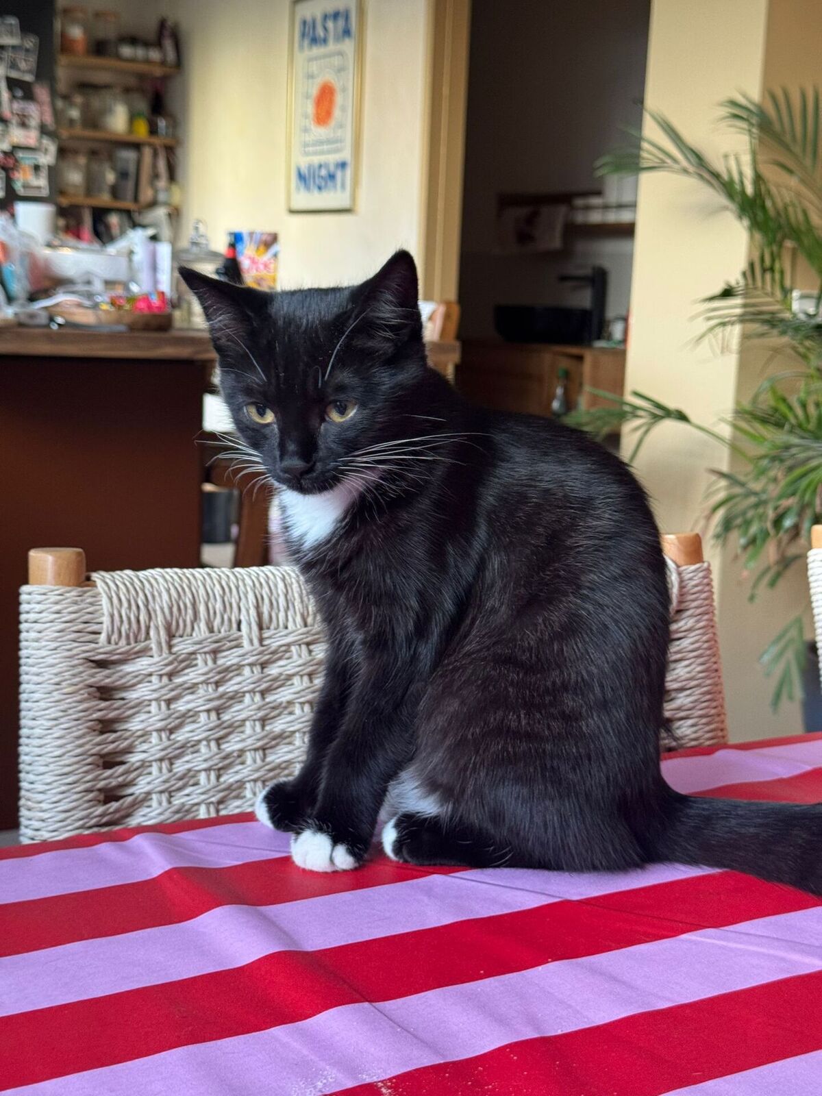 Adoption Kaou