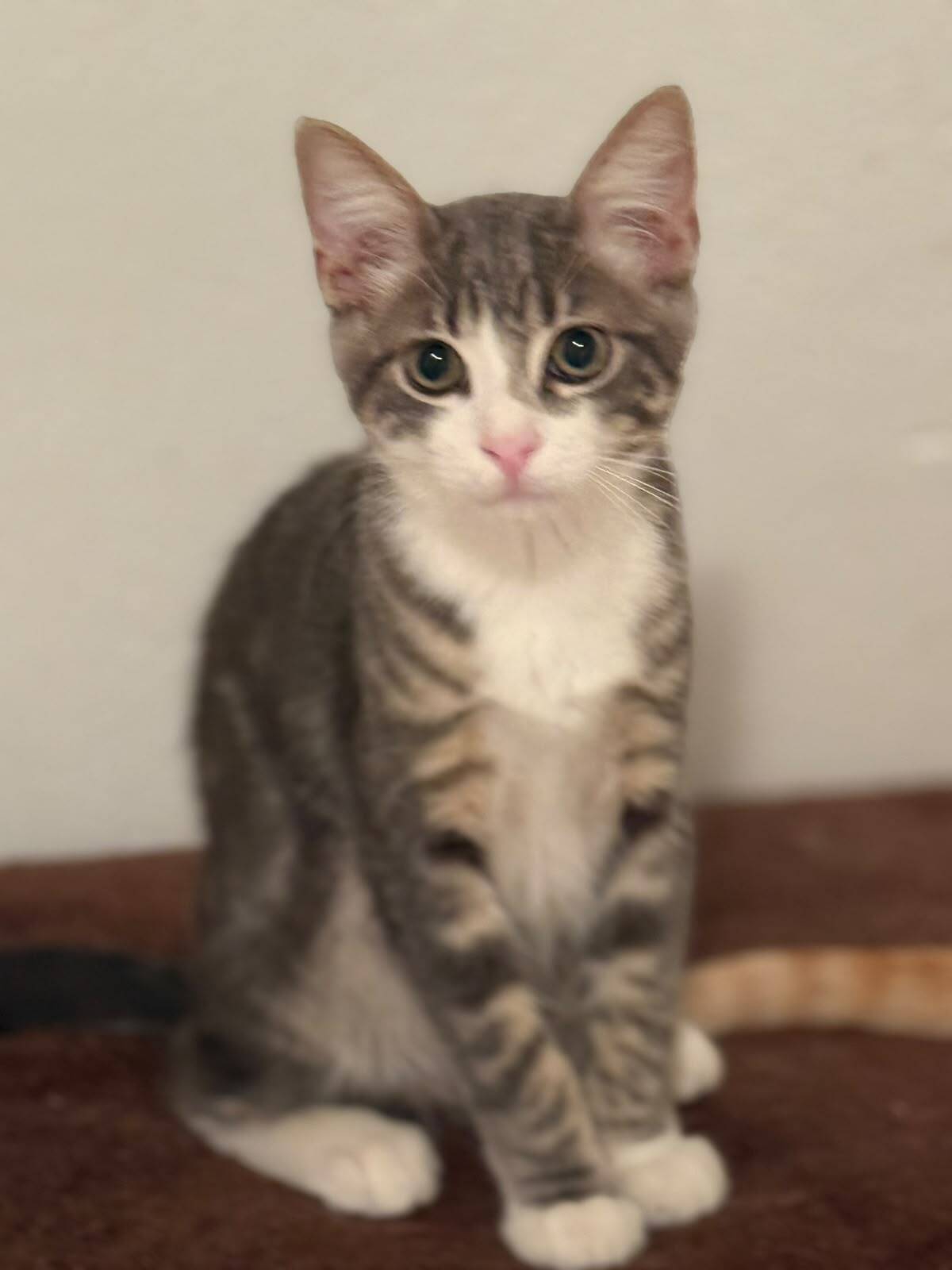 Adoption BONNIE et CLYDE