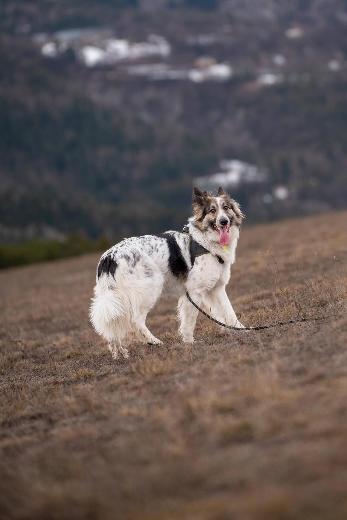 Adoption Jasper