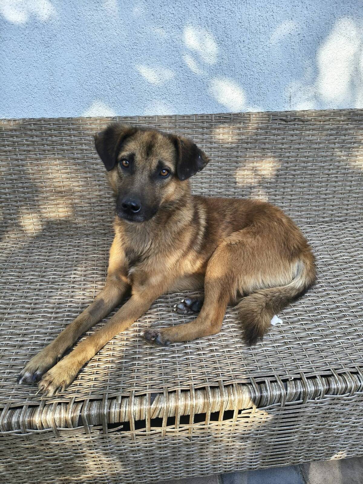 Adoption Saby