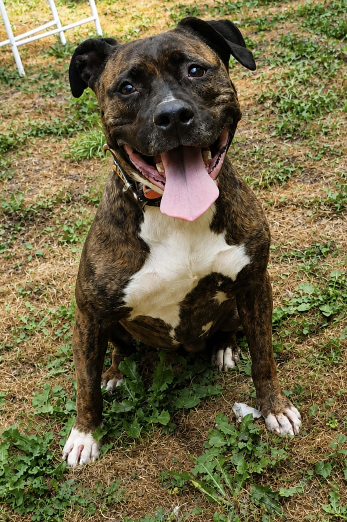 Adoption Nikita