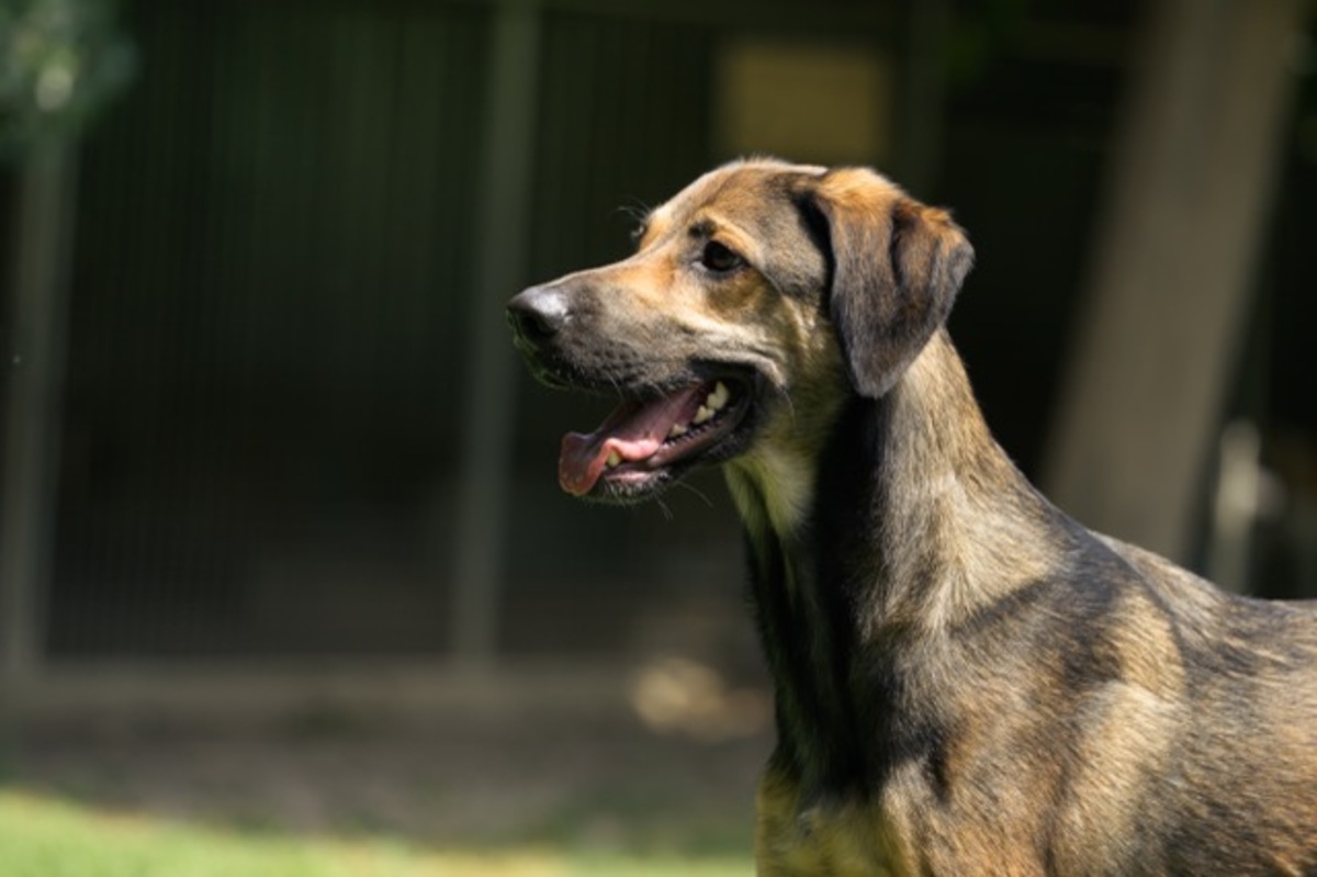Adoption DARKO