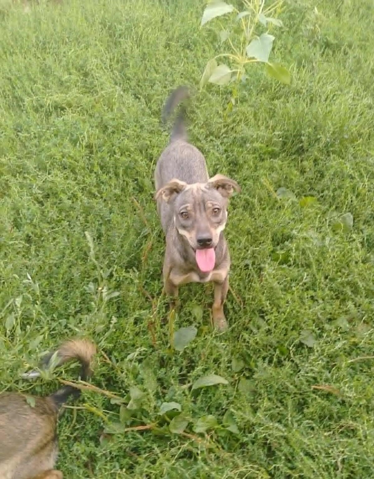 Adoption Elda