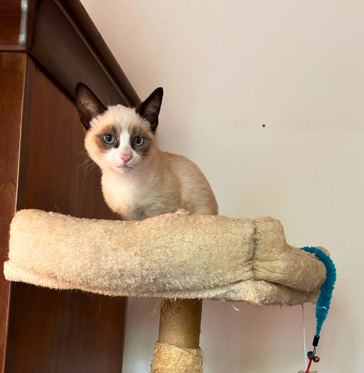 Adoption Bao