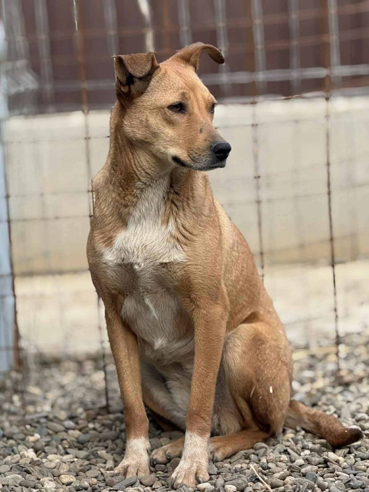 Adoption Mindy