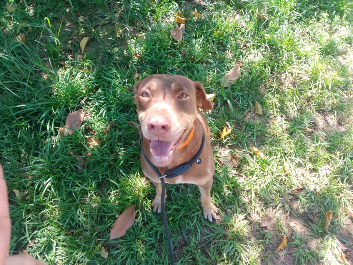 Adoption mali