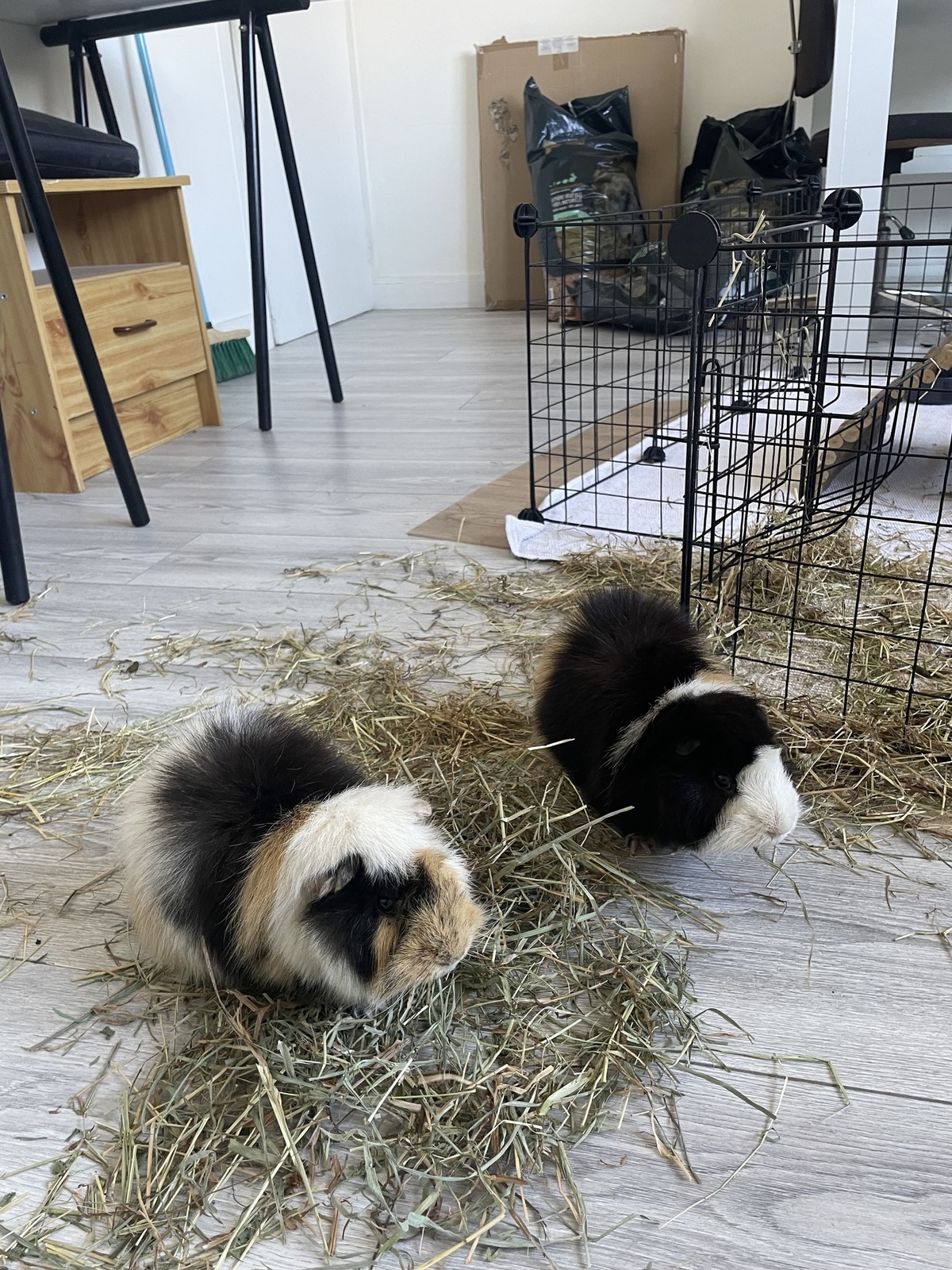 Adoption Willy & Wonka