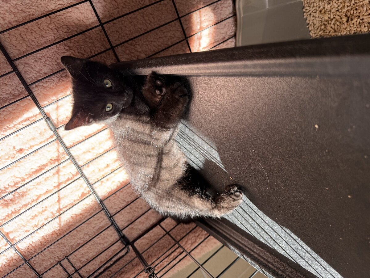 Adoption Bornéo