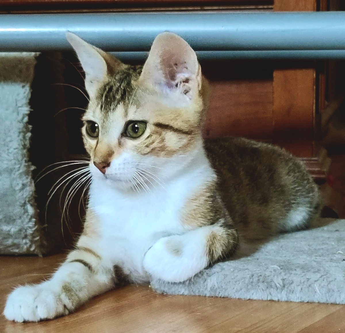 Adoption Lacy