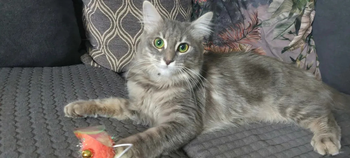 Adoption Genelie