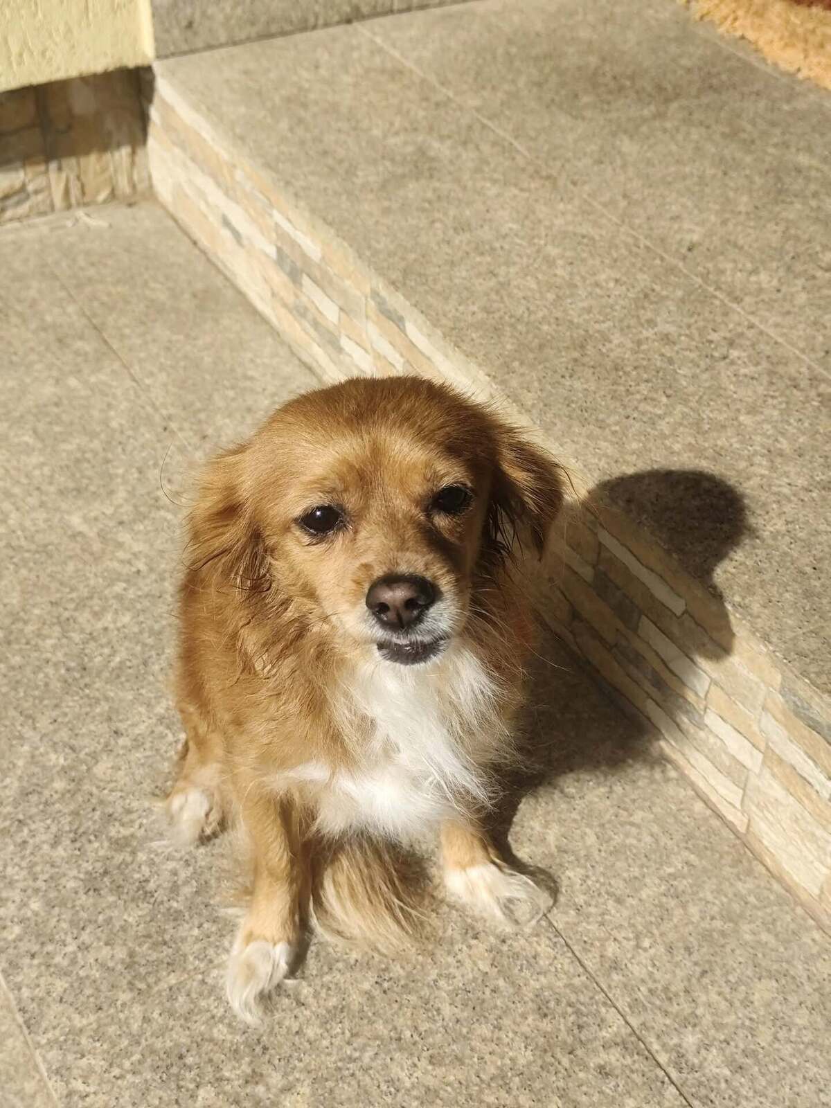Adoption Rita
