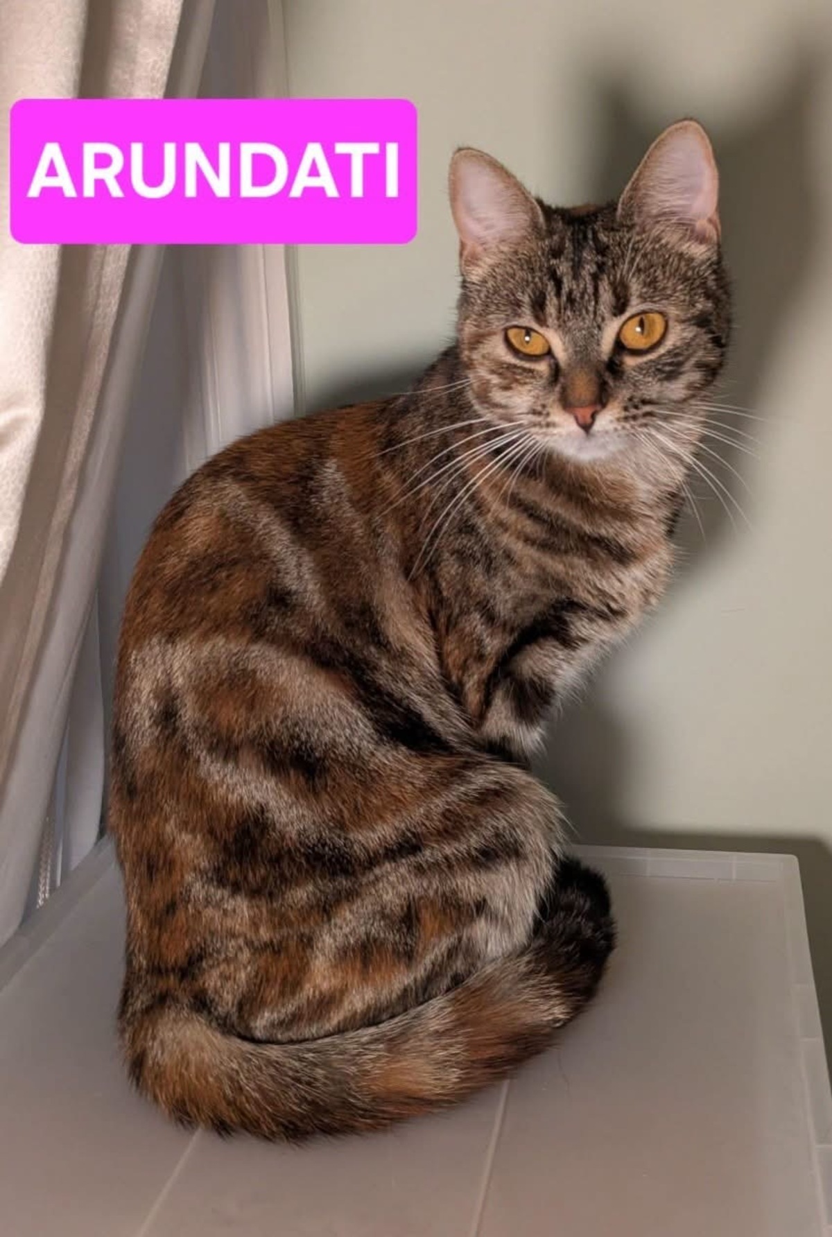 Adoption ARUNDATI ET ANURADA