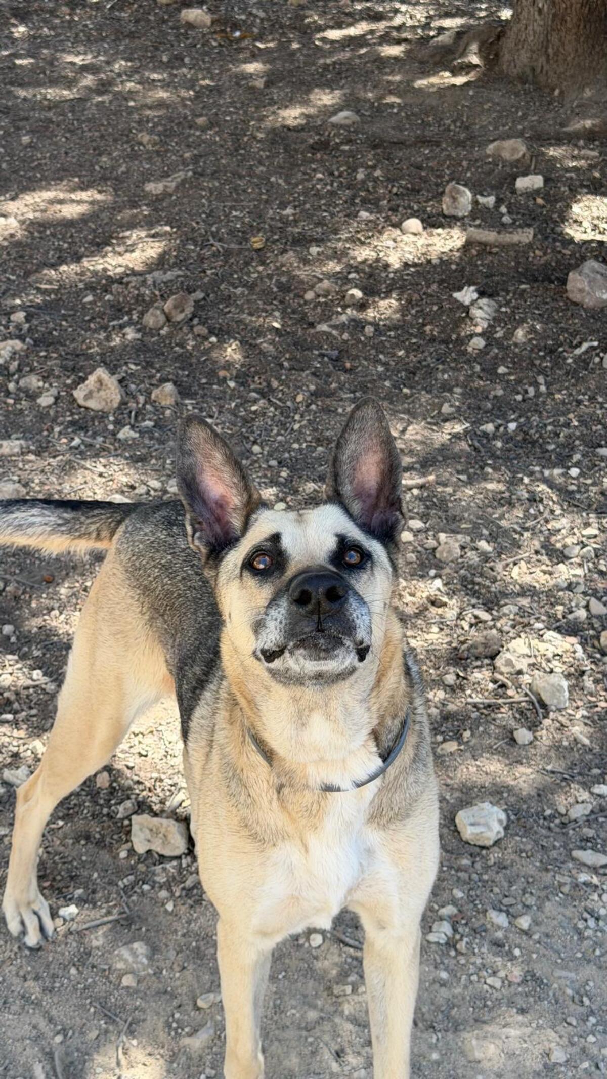 Adoption Alba