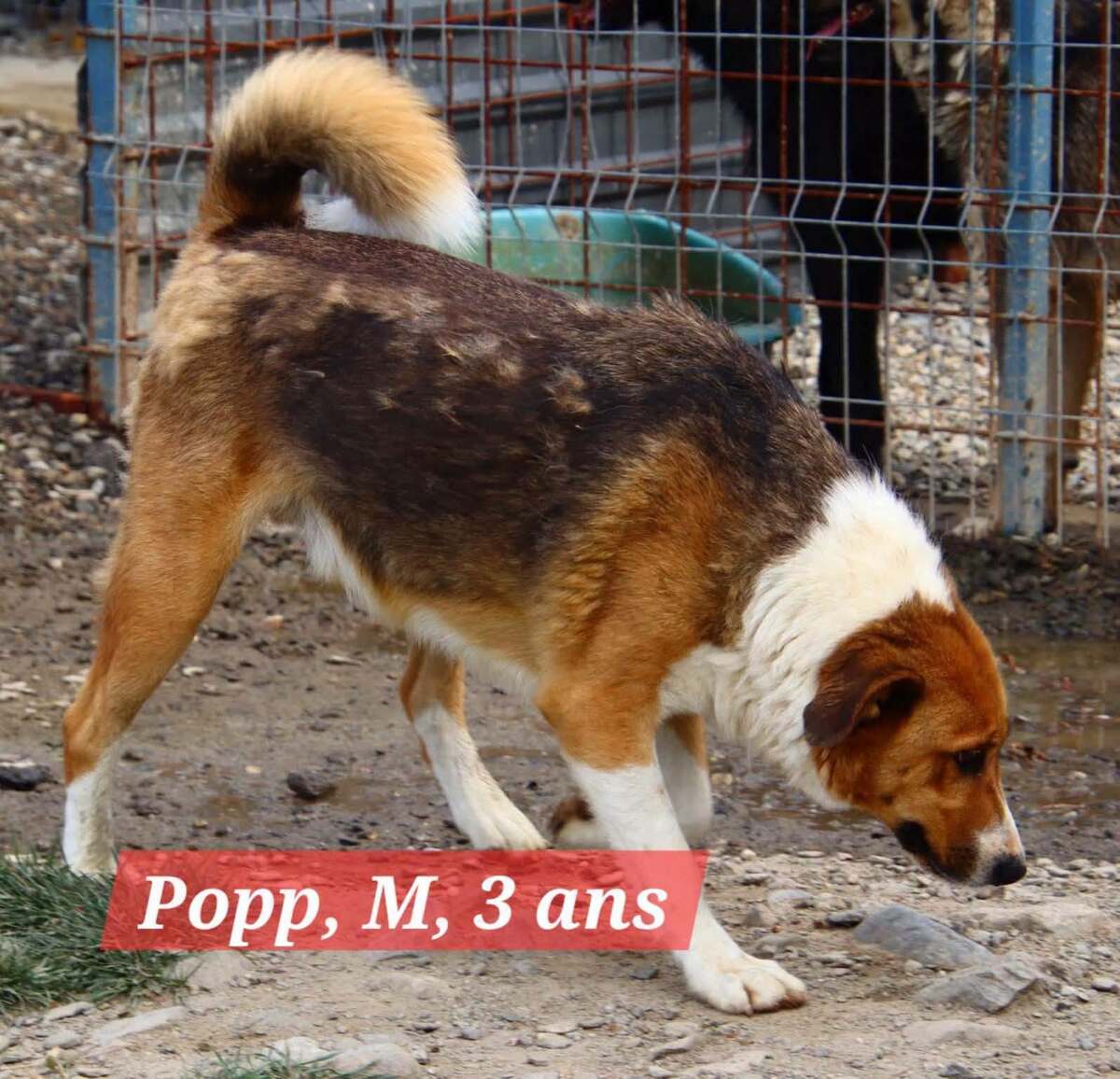 Adoption POPP