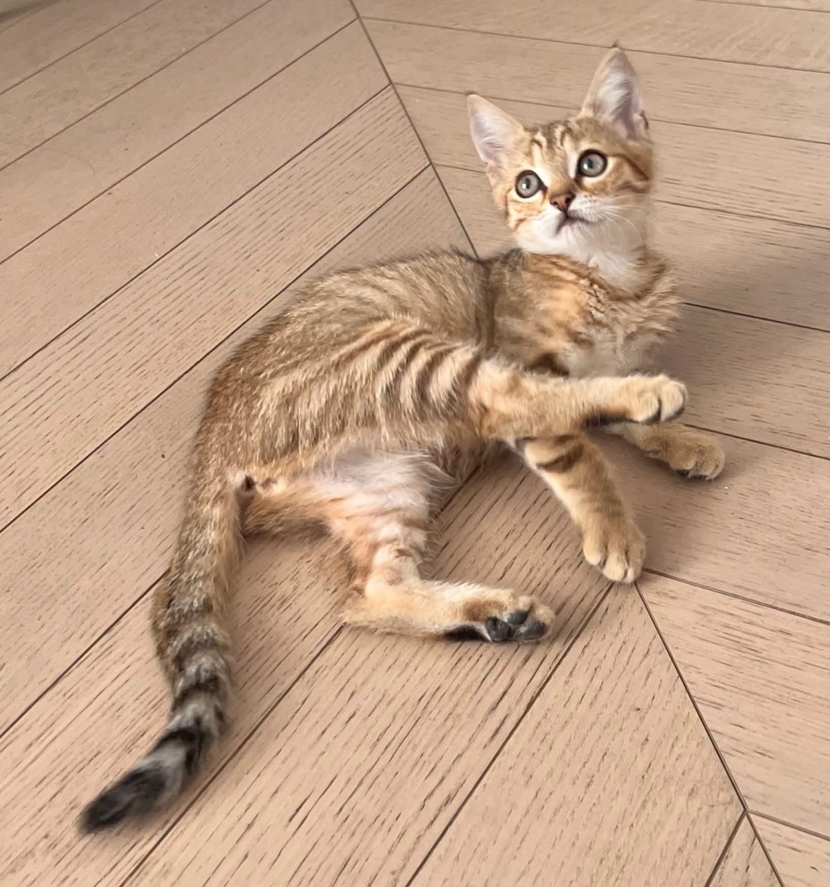Adoption ISSEKI