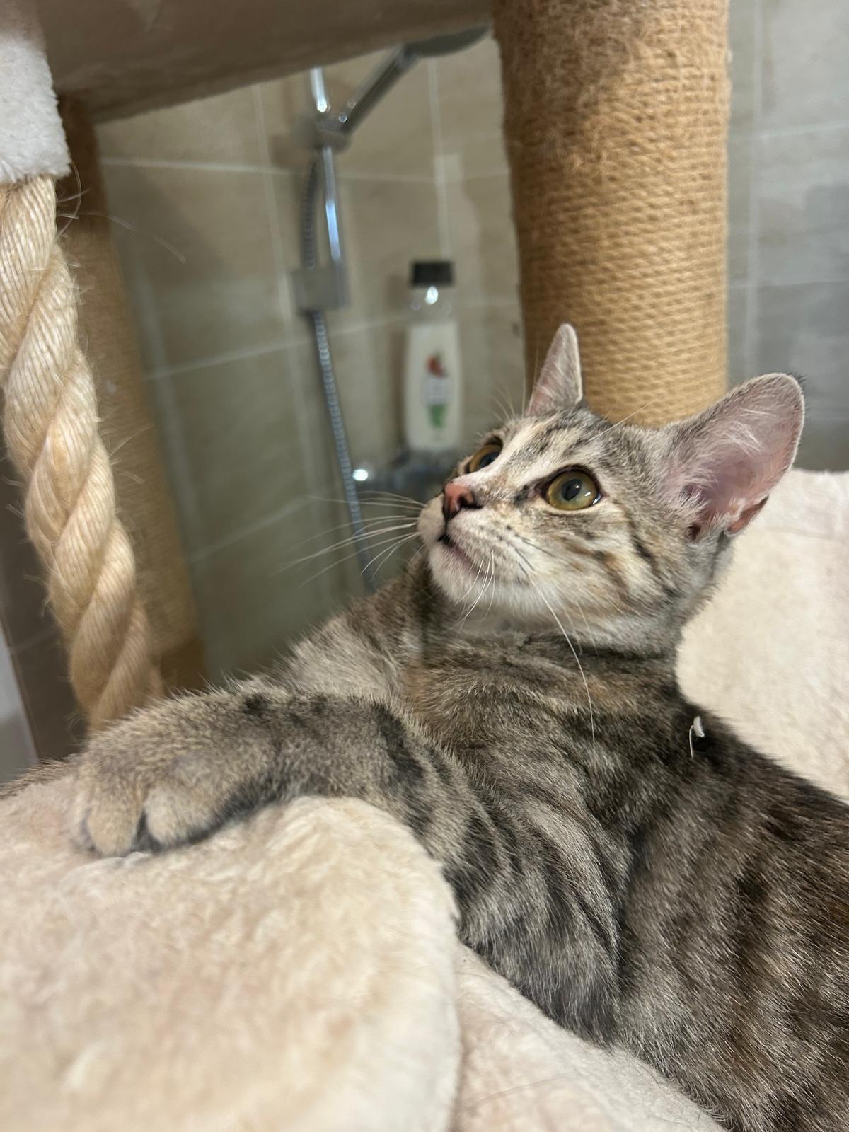 Adoption Mia