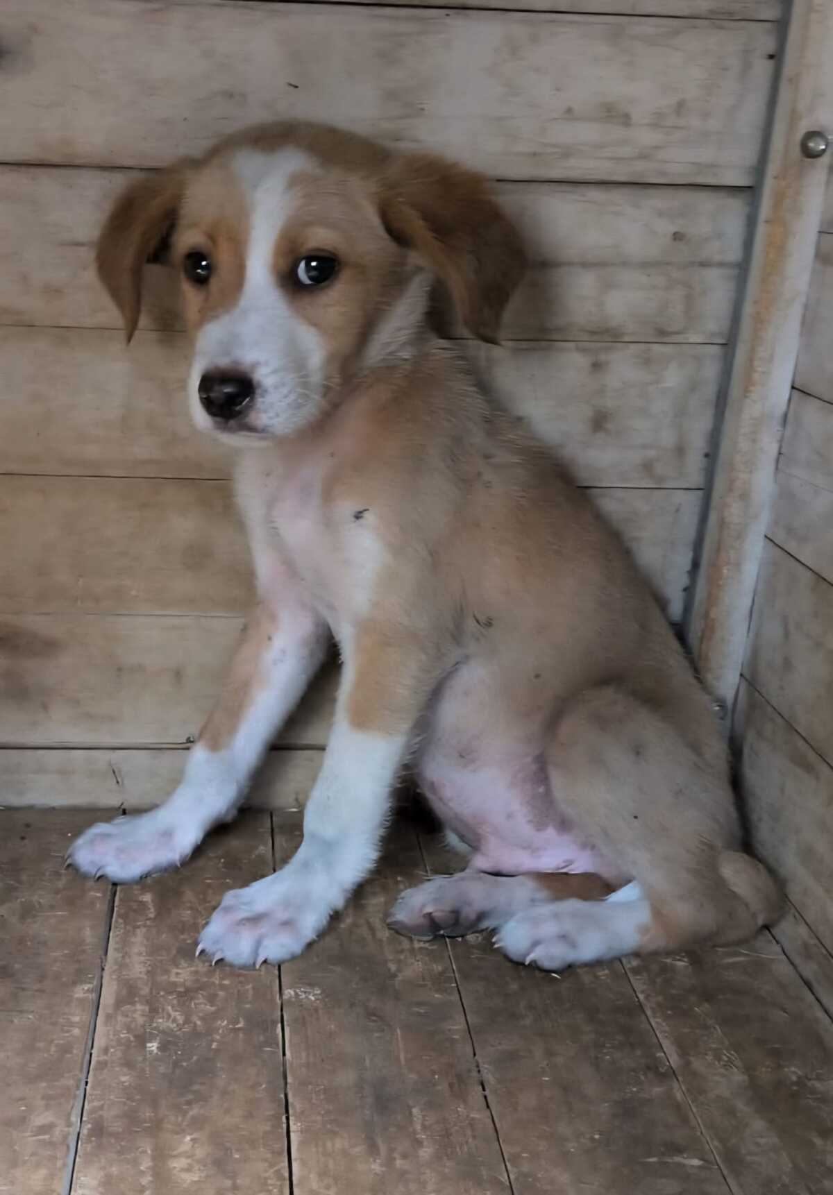 Adoption Teddy