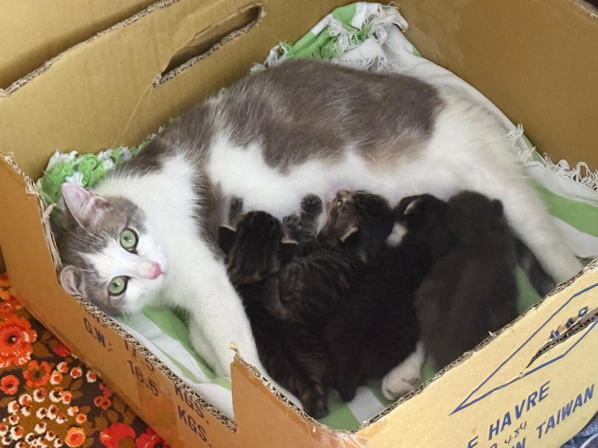 Adoption Livia