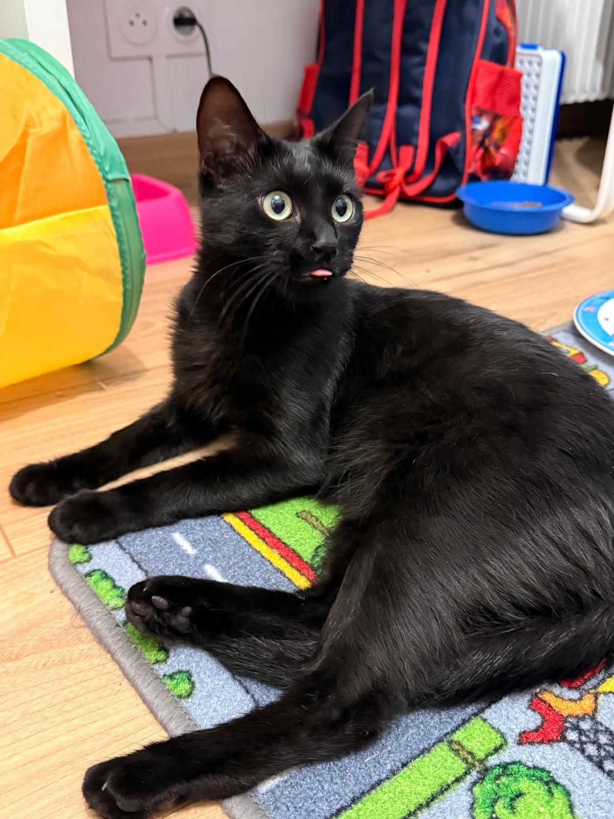 Adoption Suckie