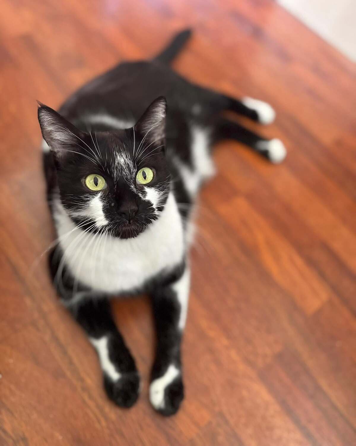 Adoption Echo