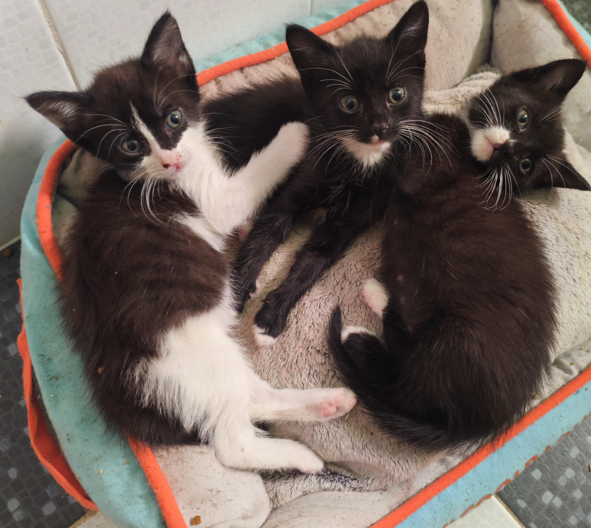 Adoption Ramses