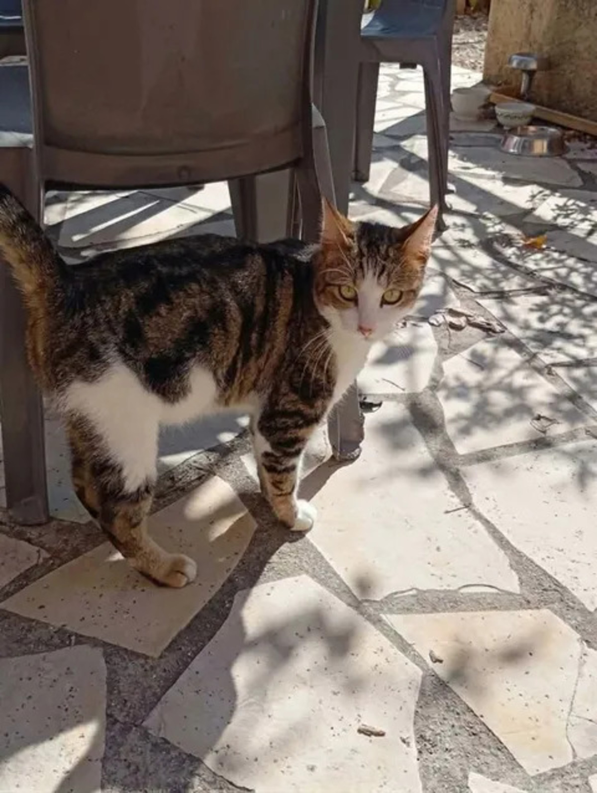 Adoption Peroni