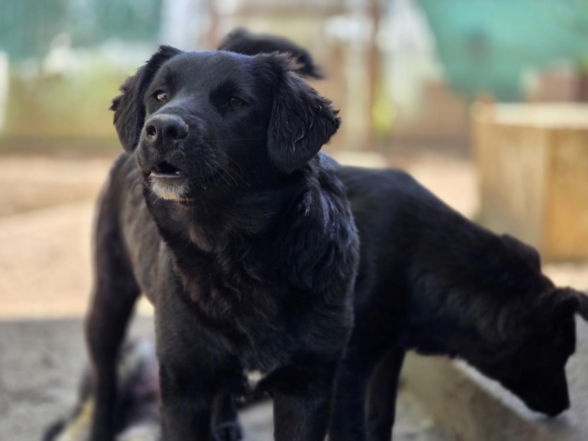 Adoption Ailani