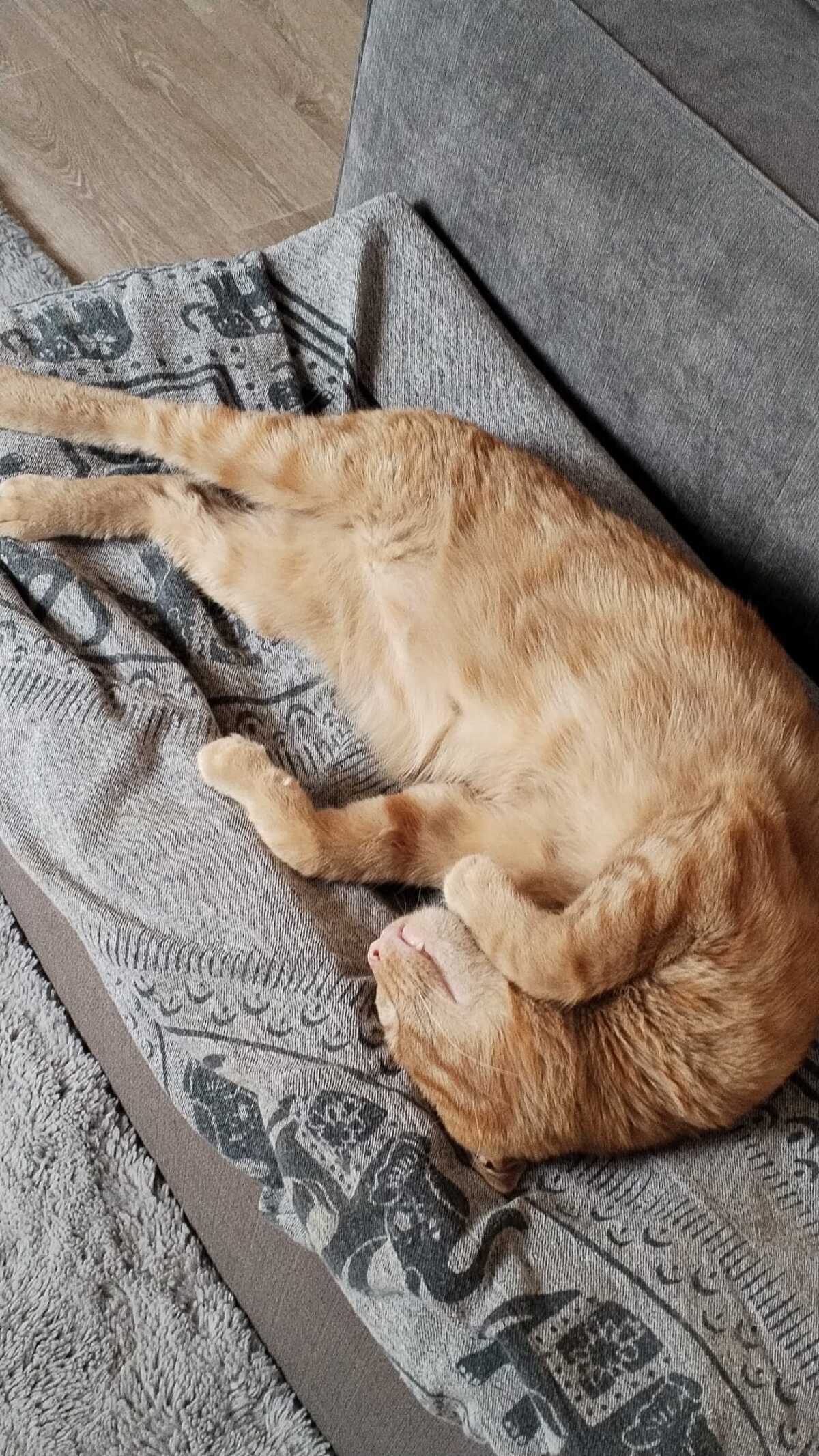 Adoption P’Tit Père 
