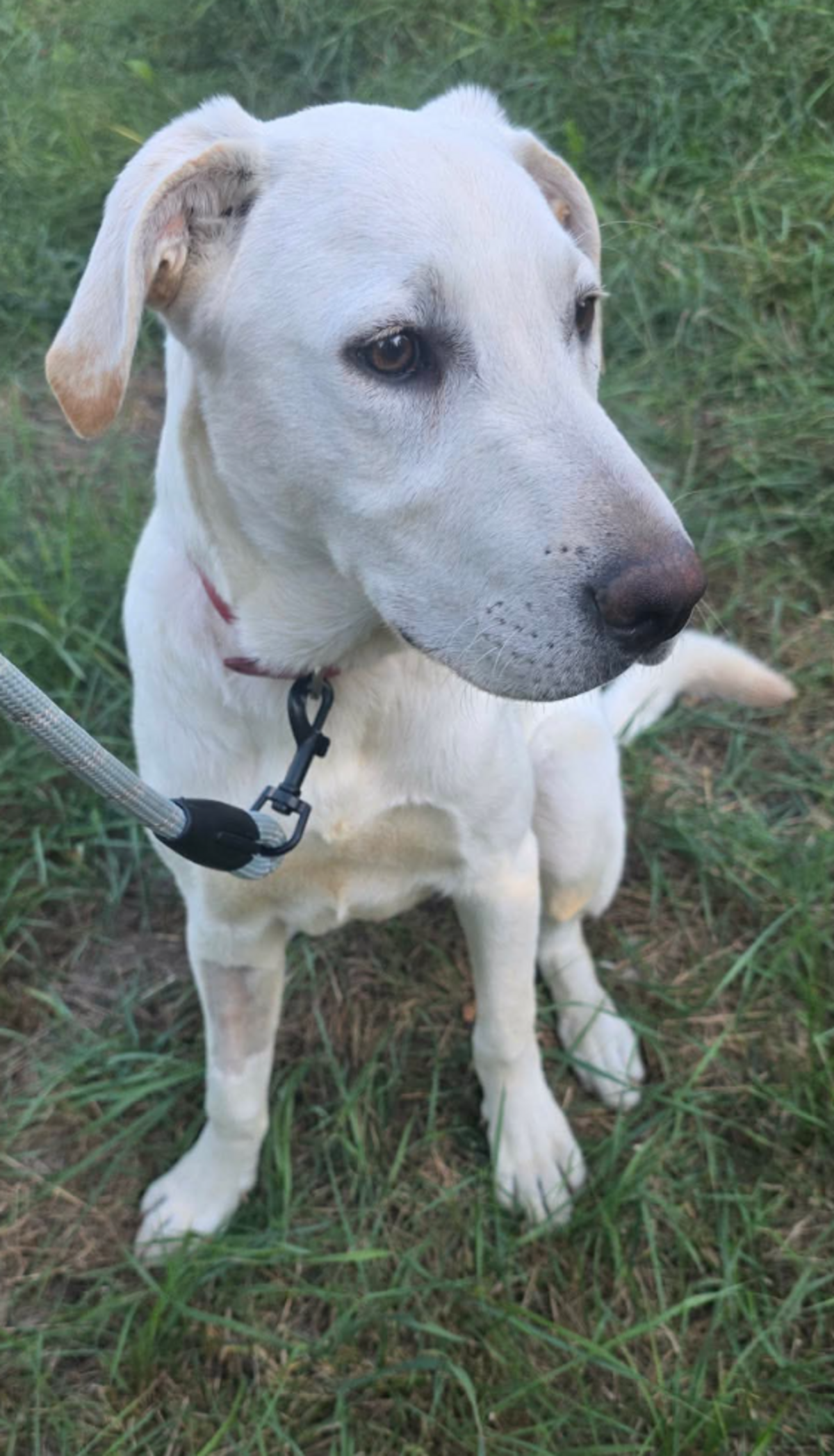 Adoption Jonas