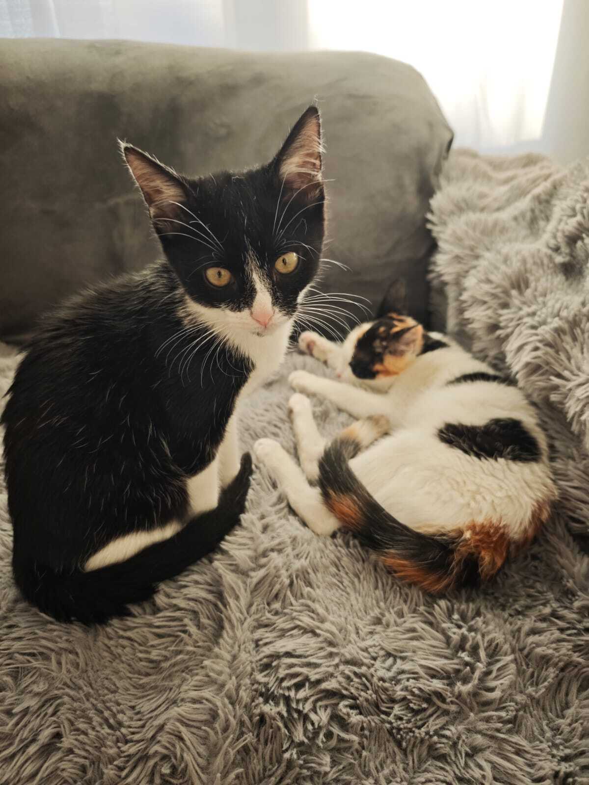 Adoption Nox