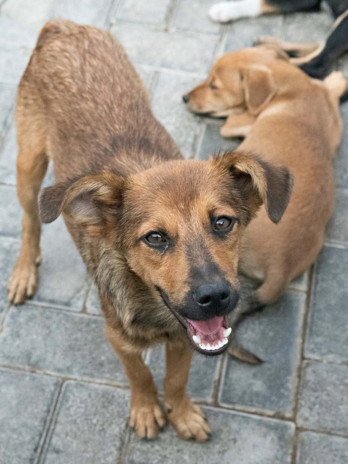 Adoption Babou