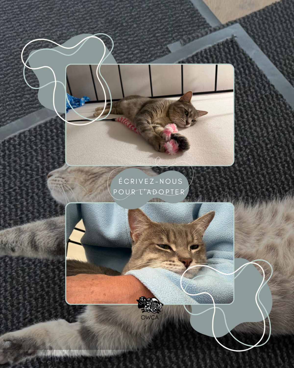 Adoption Faustin