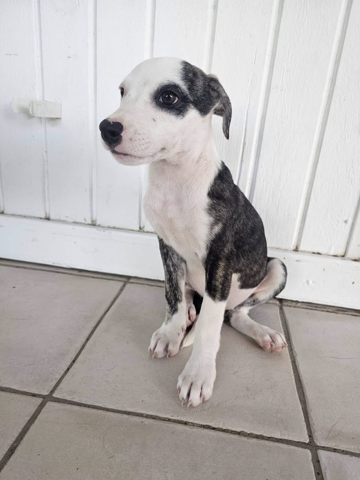 Adoption Tequila
