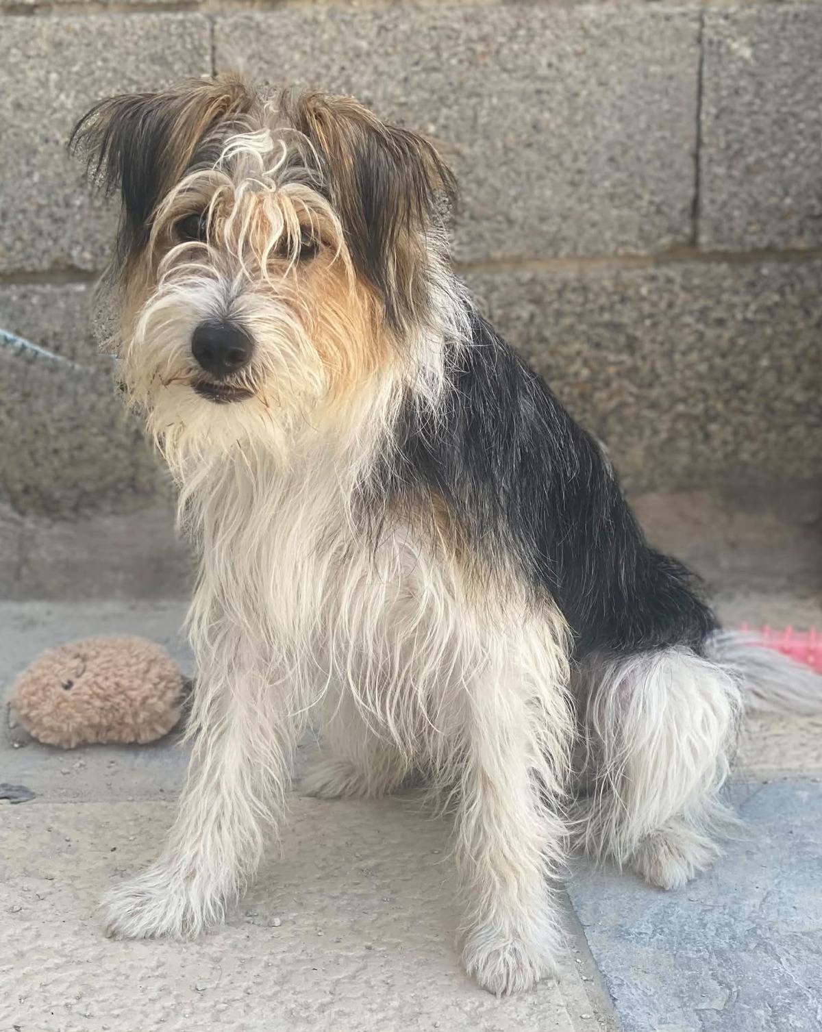 Adoption Mocho 