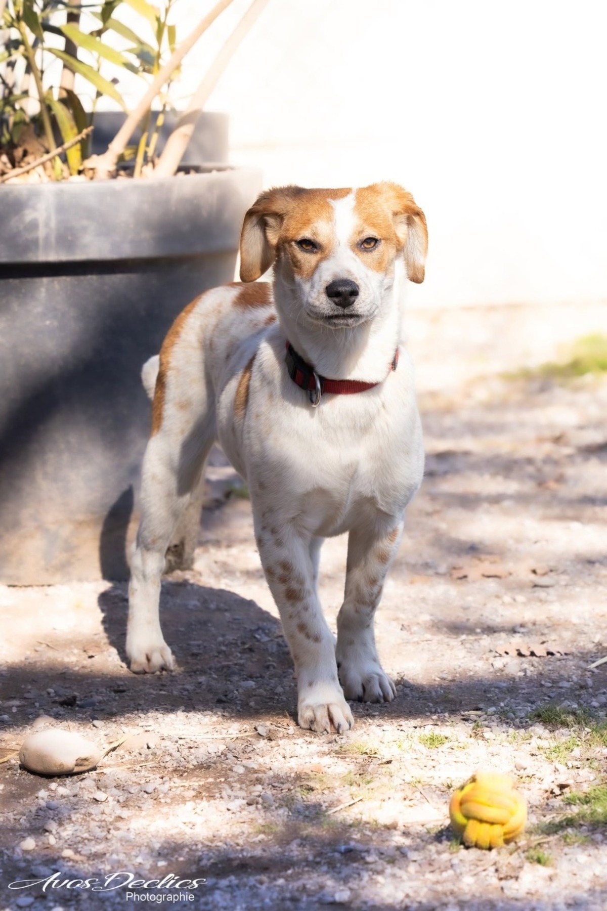Adoption Biscuit