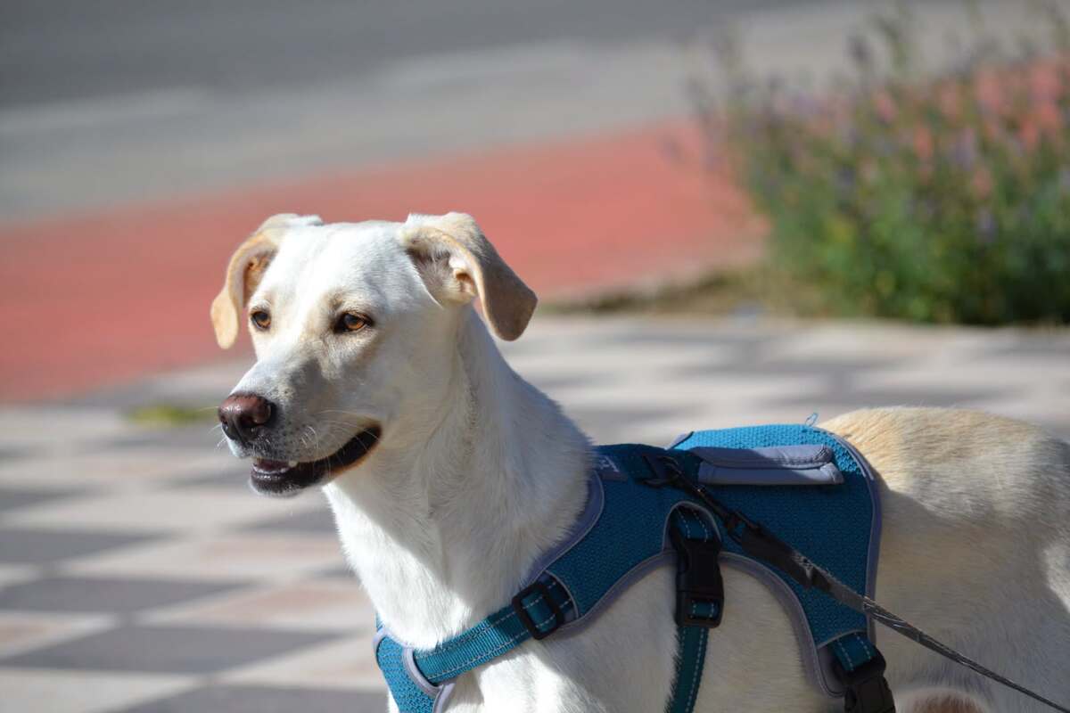 Adoption Lina