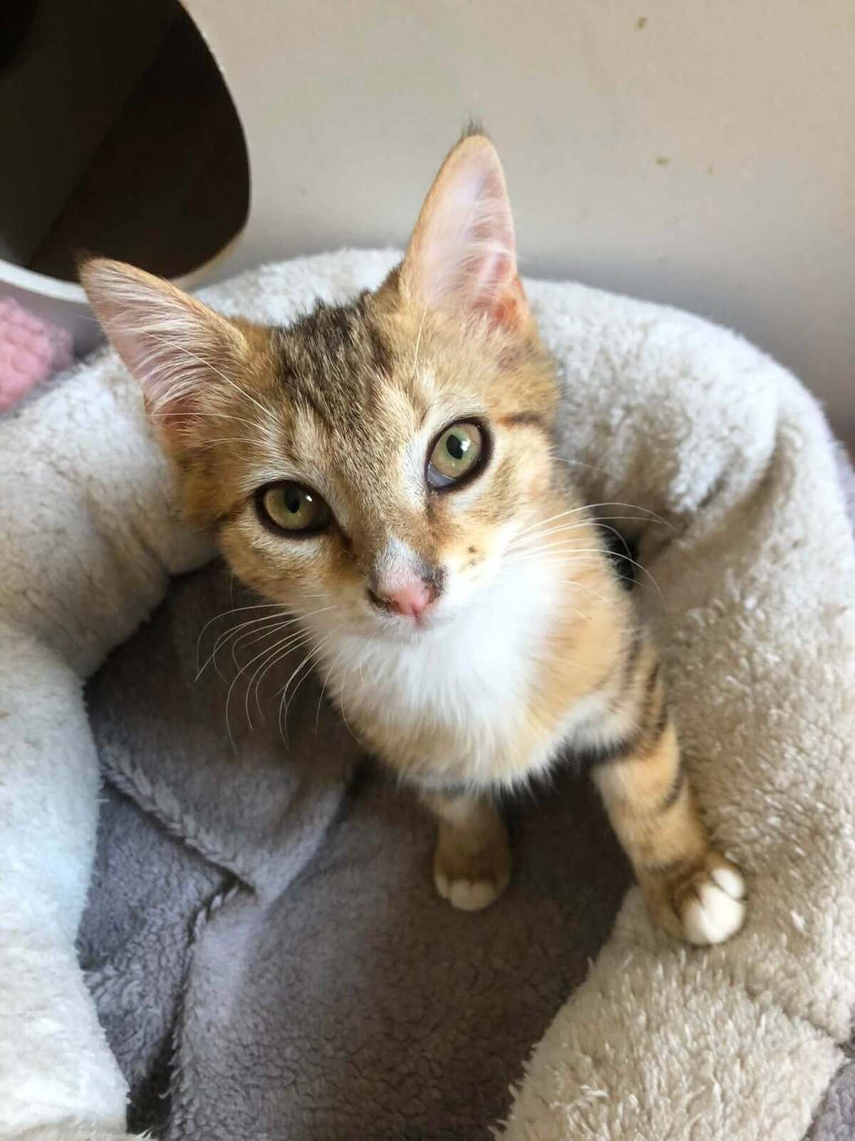 Adoption Hopper