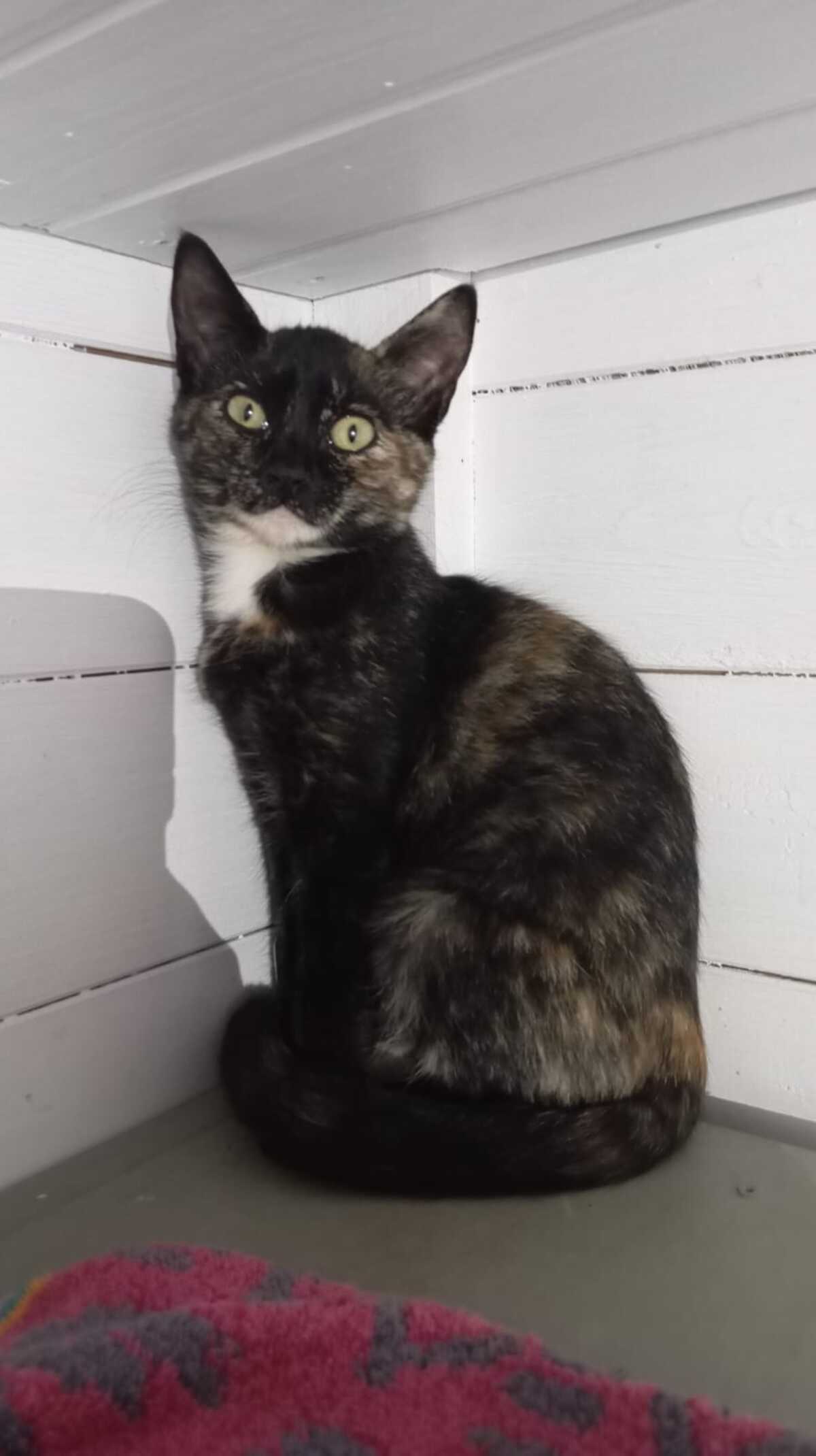 Adoption Guimauve