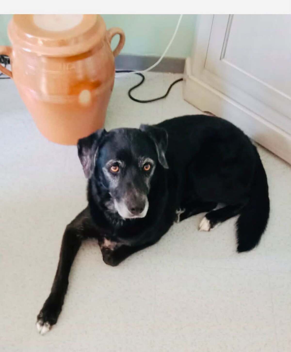 Adoption Milo
