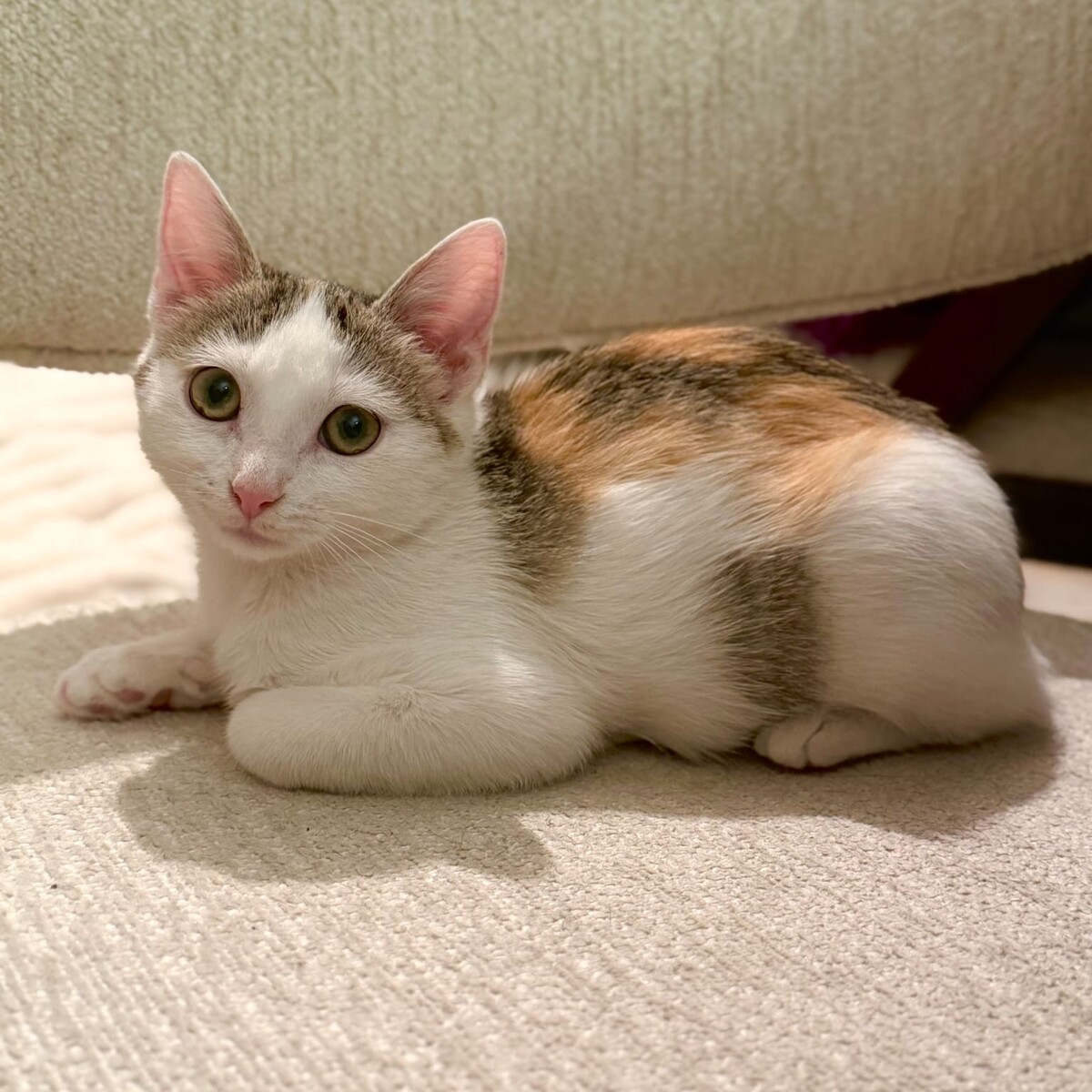Adoption Luna