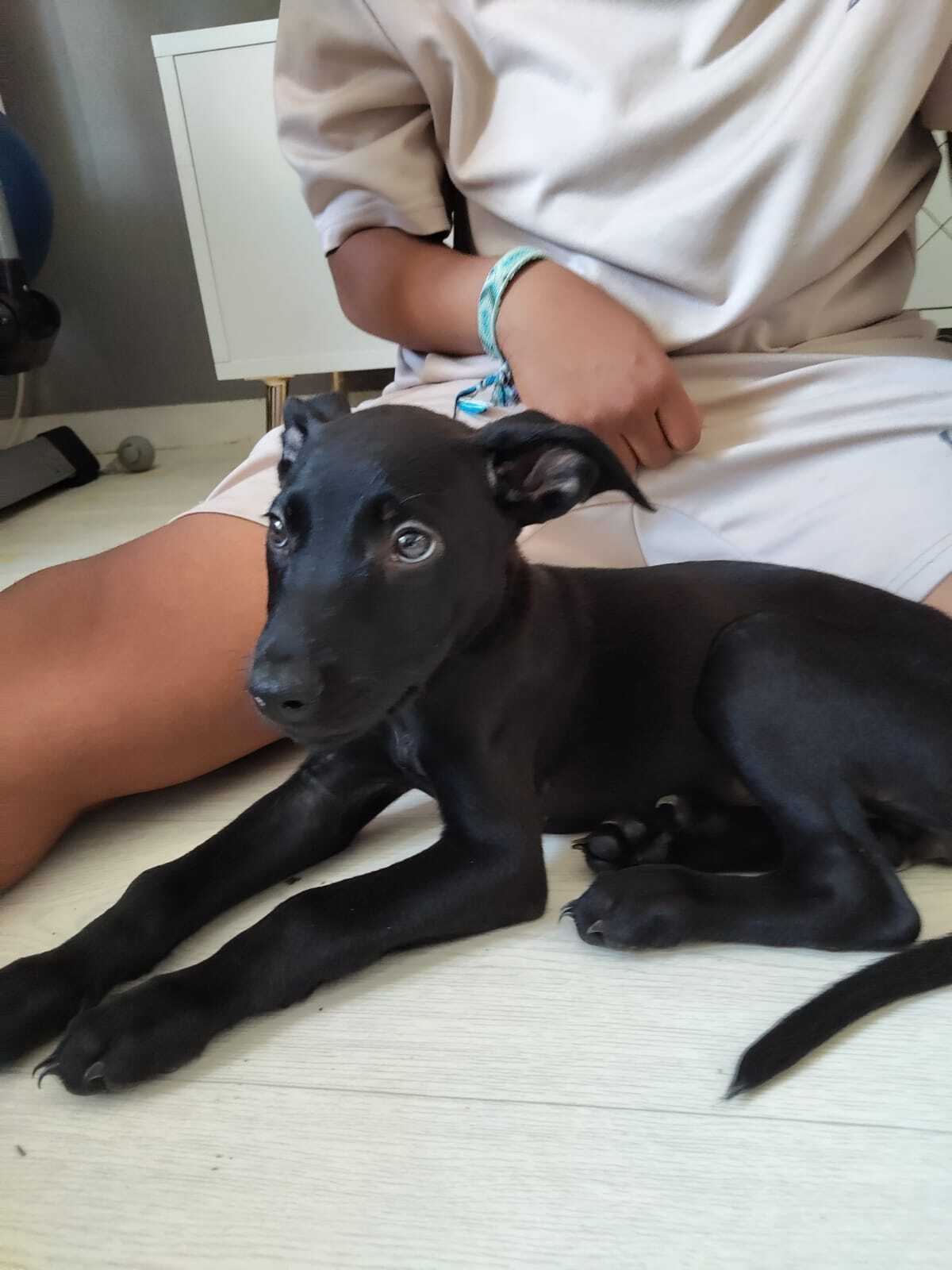 Adoption Alma