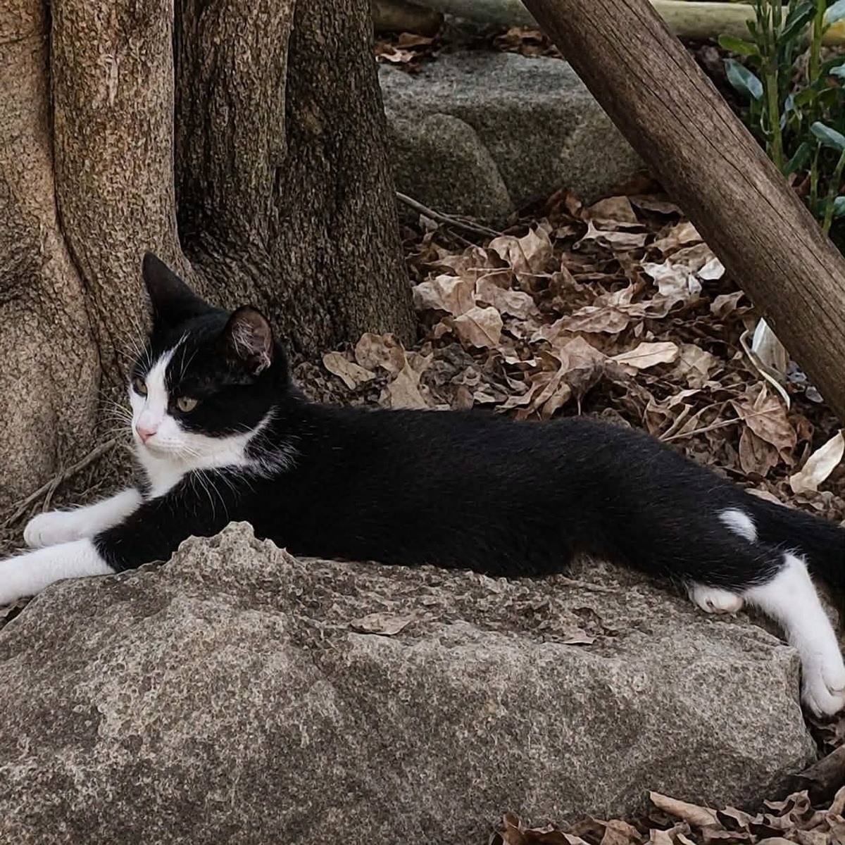 Adoption TAHIN