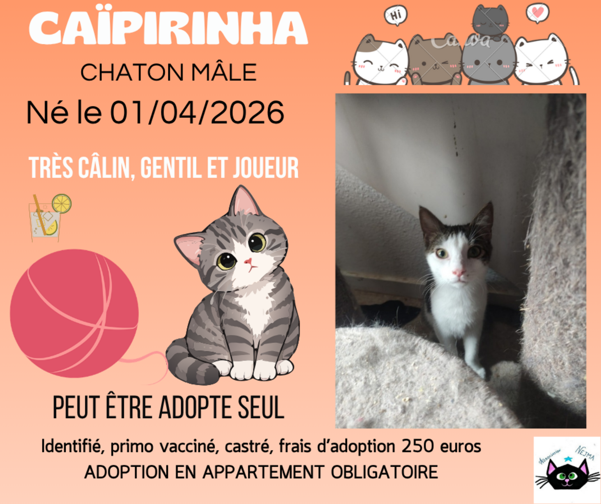 Adoption Caïpirinha
