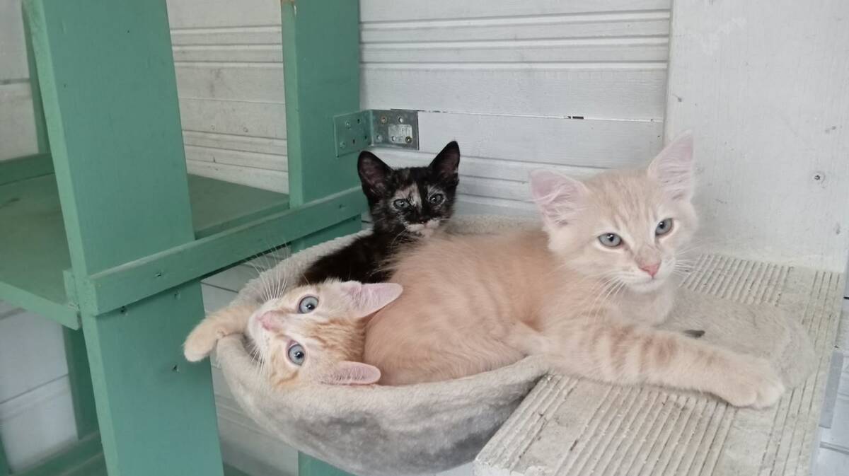 Adoption Jupiter