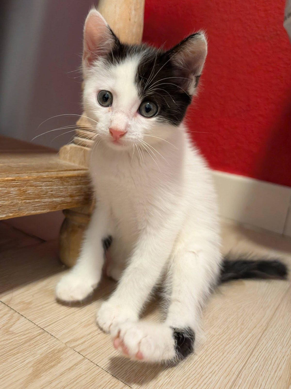 Adoption EKLYPSE