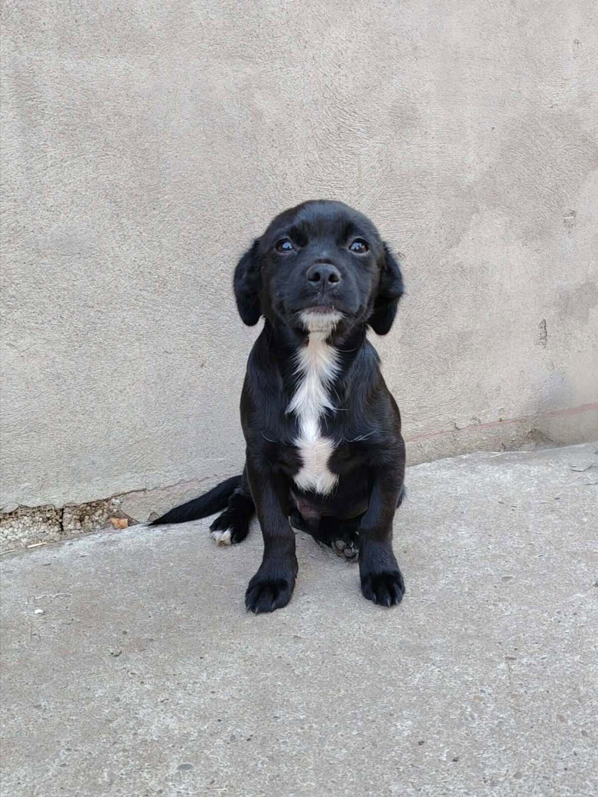 Adoption Oreo