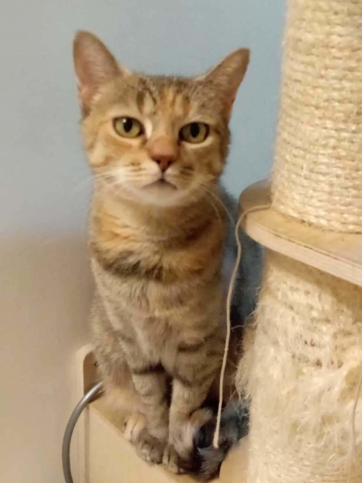 Adoption Duchesse 