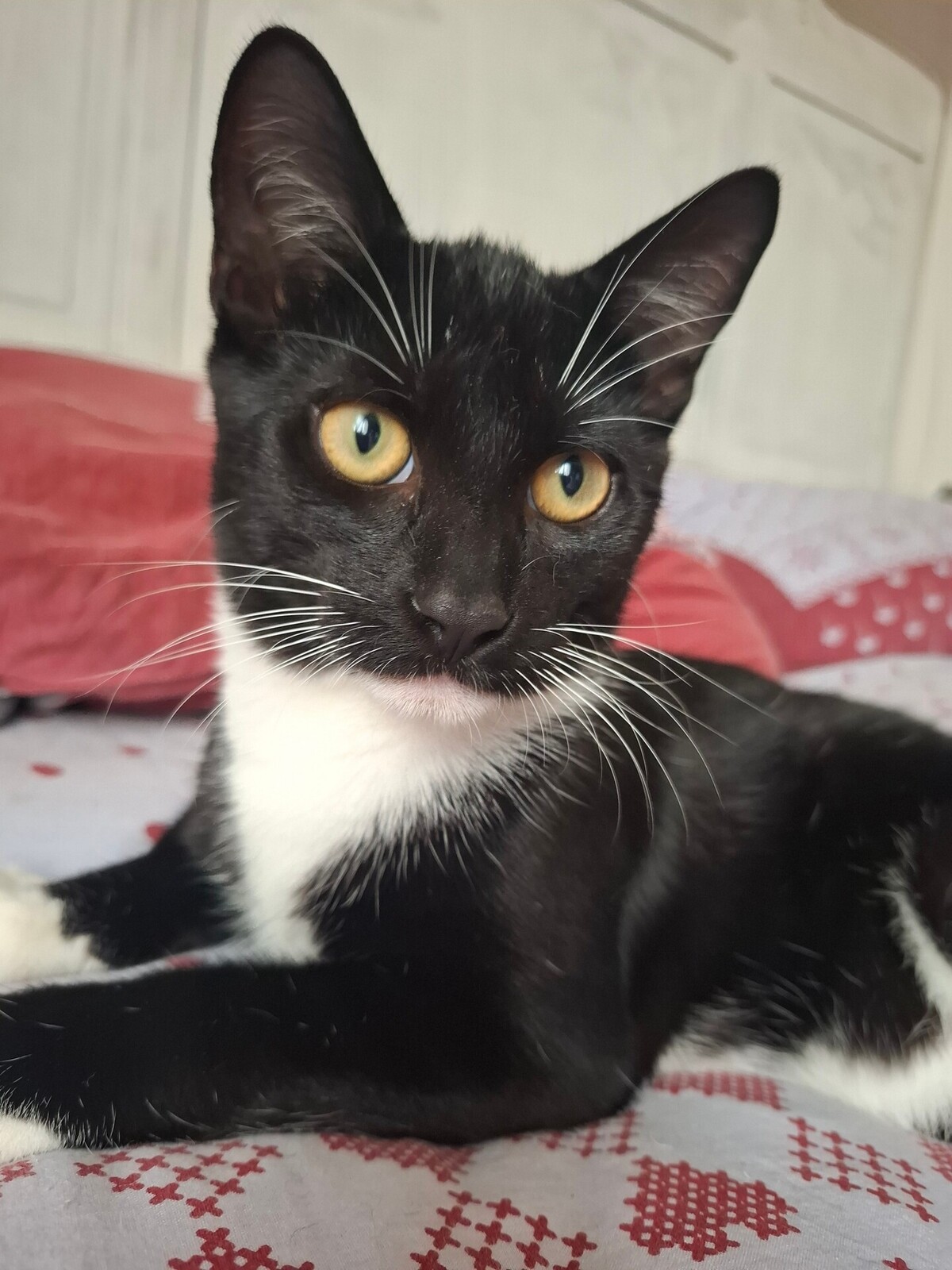 Adoption Biscuit